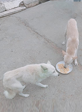 Food Service for animals